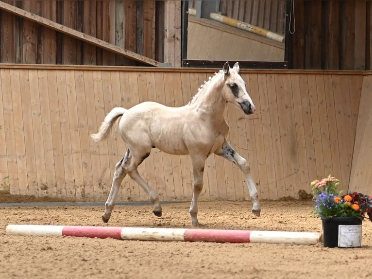 Deutsches Reitpony Wallach 1 Jahr 160 cm Palomino in Spreenhagen