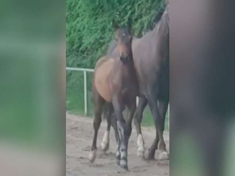 Deutsches Reitpony Wallach 1 Jahr Brauner in Ritterhude