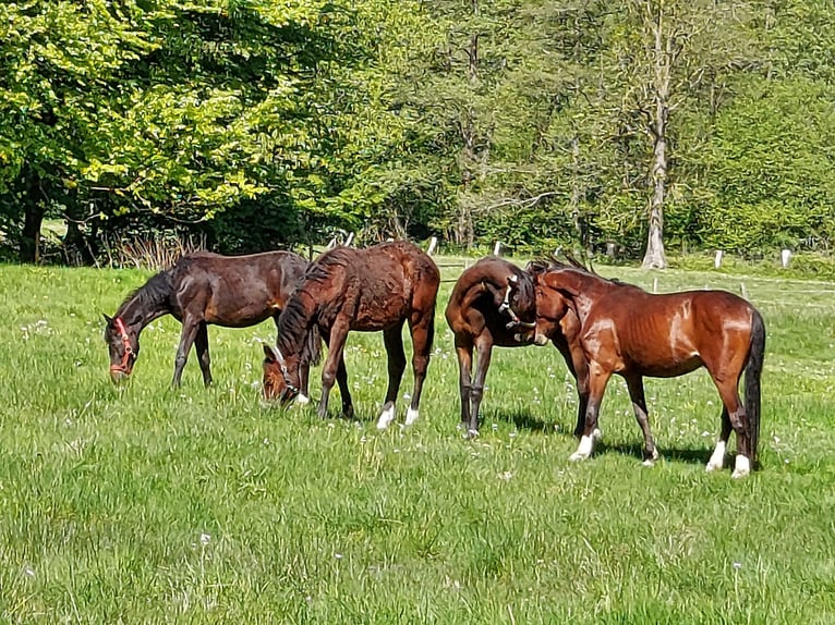 Deutsches Reitpony Wallach 1 Jahr Brauner in Ritterhude