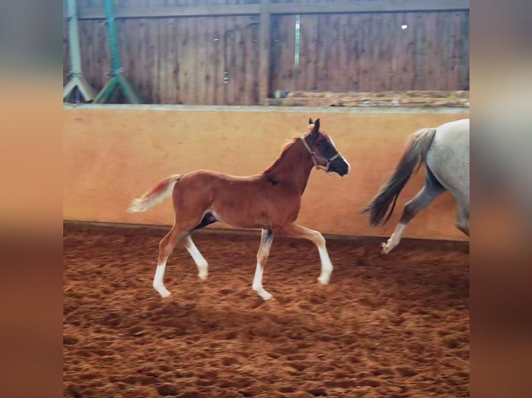Deutsches Reitpony Wallach 1 Jahr Dunkelfuchs in Frankenberg (Eder)