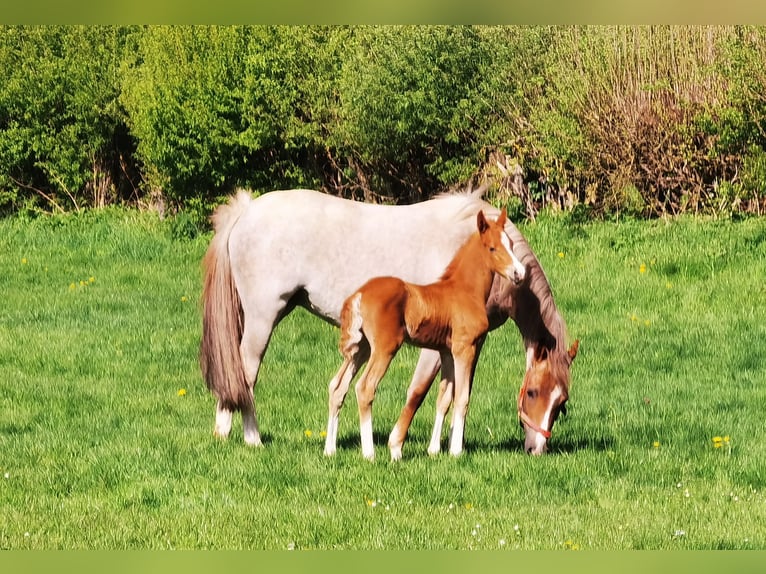 Deutsches Reitpony Wallach 1 Jahr Dunkelfuchs in Frankenberg (Eder)