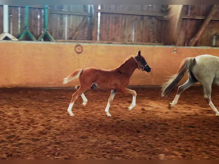 Deutsches Reitpony Wallach 1 Jahr Dunkelfuchs in Frankenberg (Eder)