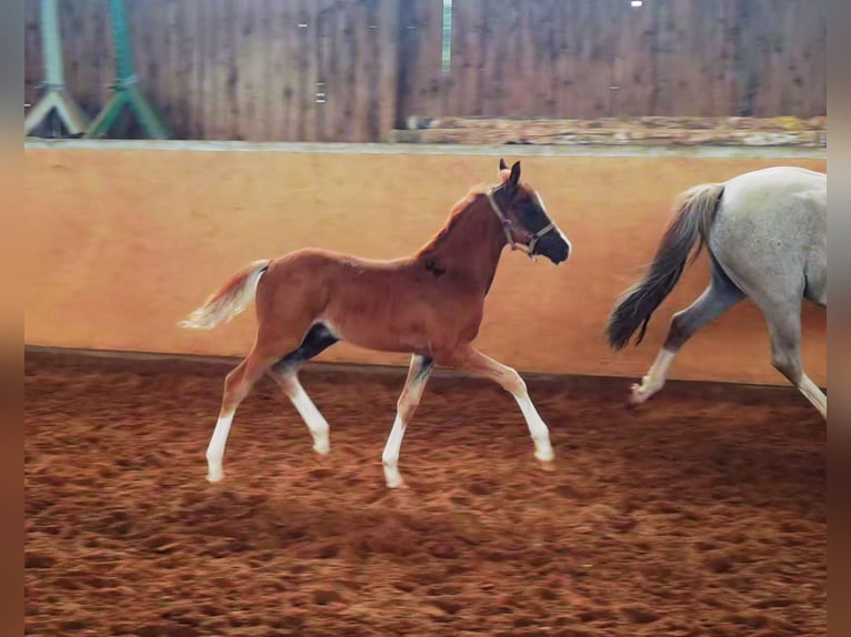 Deutsches Reitpony Wallach 1 Jahr Dunkelfuchs in Frankenberg (Eder)