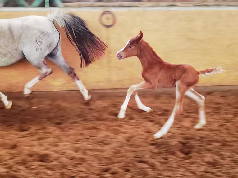 Deutsches Reitpony Wallach 1 Jahr Dunkelfuchs in Frankenberg (Eder)