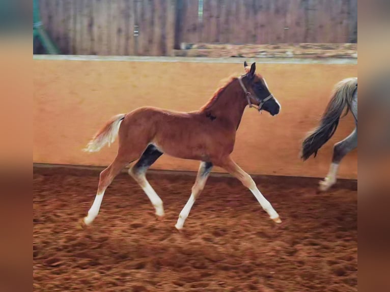 Deutsches Reitpony Wallach 1 Jahr Dunkelfuchs in Frankenberg (Eder)