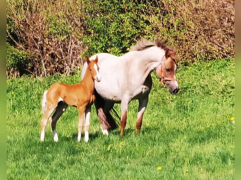 Deutsches Reitpony Wallach 1 Jahr Dunkelfuchs in Frankenberg (Eder)