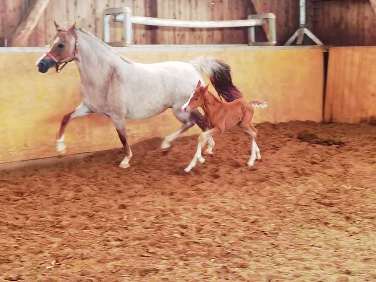Deutsches Reitpony Wallach 1 Jahr Dunkelfuchs in Frankenberg (Eder)