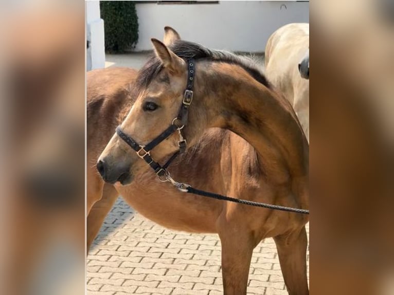 Deutsches Reitpony Wallach 1 Jahr Falbe in Zangberg