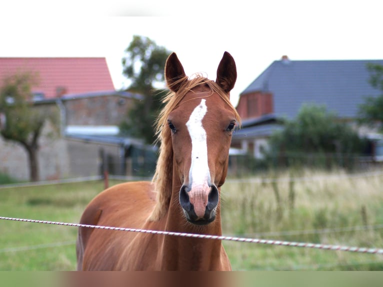 Deutsches Reitpony Wallach 1 Jahr Fuchs in Lübz