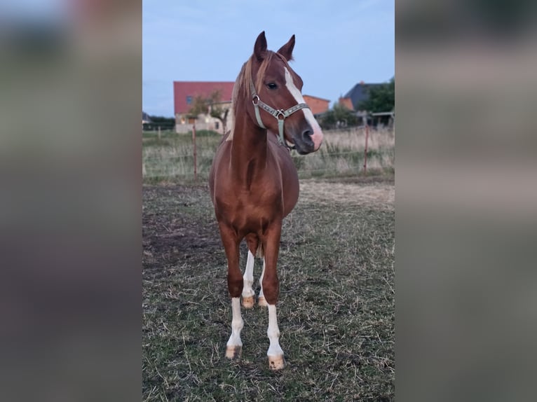 Deutsches Reitpony Wallach 1 Jahr Fuchs in Lübz