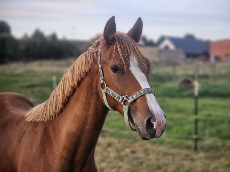 Deutsches Reitpony Wallach 1 Jahr Fuchs in Lübz