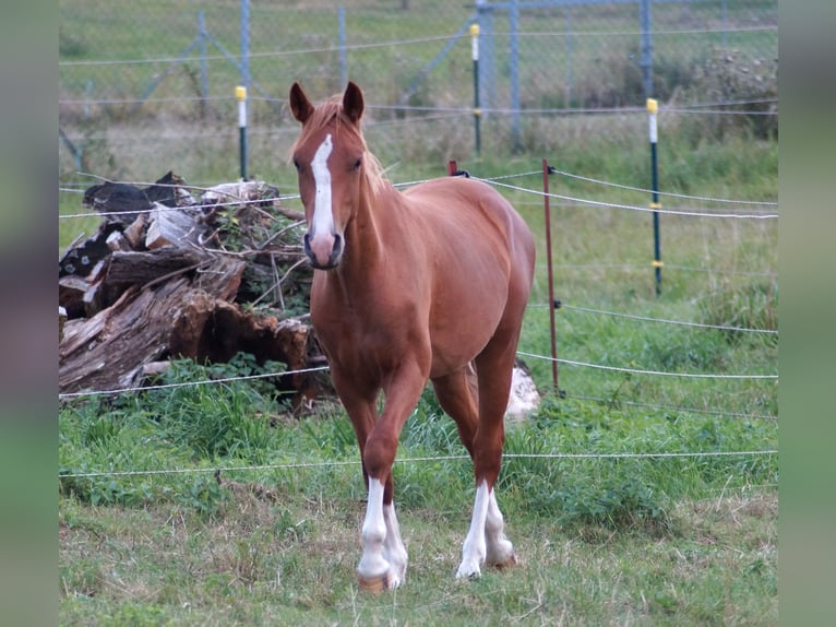 Deutsches Reitpony Wallach 1 Jahr Fuchs in Lübz