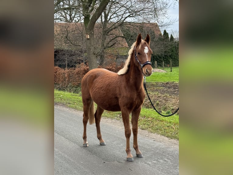 Deutsches Reitpony Wallach 1 Jahr Fuchs in Neuenkirchen-Vörden