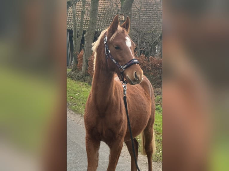 Deutsches Reitpony Wallach 1 Jahr Fuchs in Neuenkirchen-Vörden