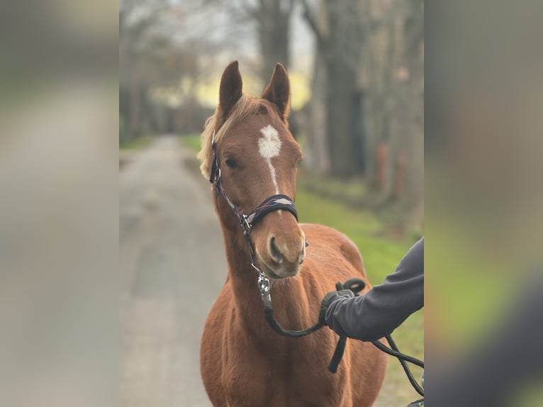 Deutsches Reitpony Wallach 1 Jahr Fuchs in Neuenkirchen-Vörden