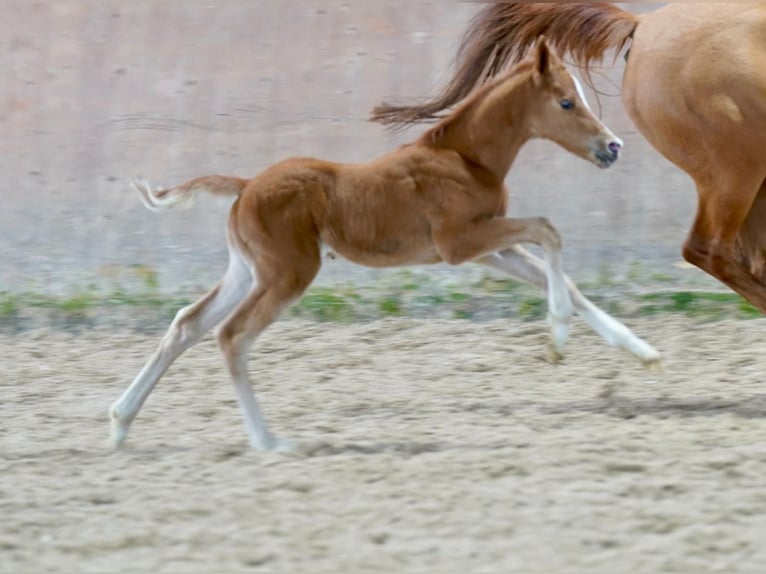 Deutsches Reitpony Wallach 1 Jahr Fuchs in Schmallenberg
