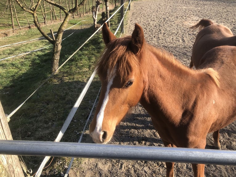 Deutsches Reitpony Wallach 1 Jahr Fuchs in Schmallenberg