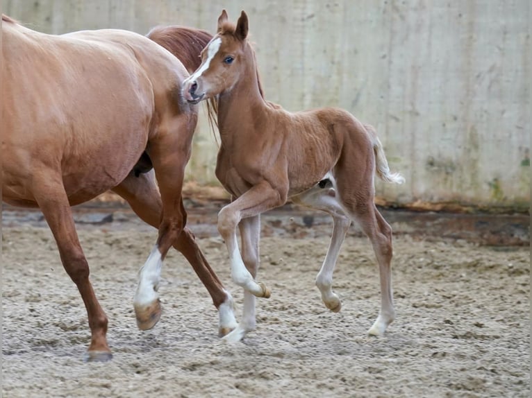 Deutsches Reitpony Wallach 1 Jahr Fuchs in Schmallenberg