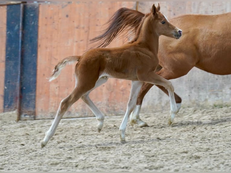 Deutsches Reitpony Wallach 1 Jahr Fuchs in Schmallenberg
