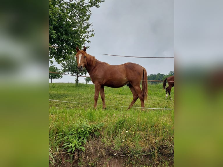 Deutsches Reitpony Wallach 1 Jahr Fuchs in Reichelsheim