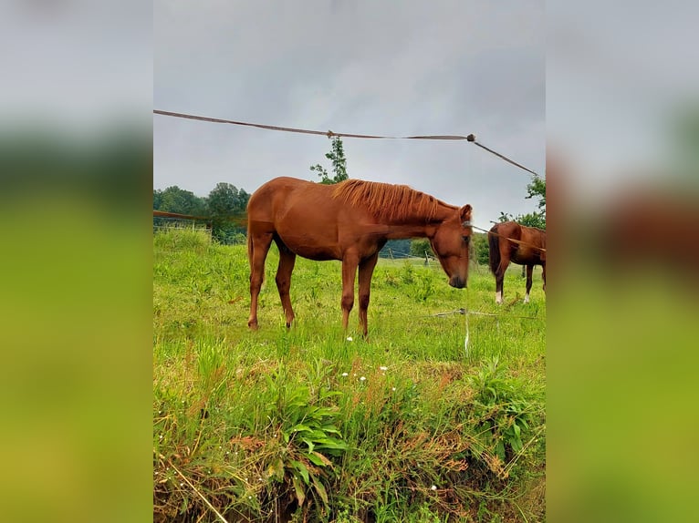 Deutsches Reitpony Wallach 1 Jahr Fuchs in Reichelsheim