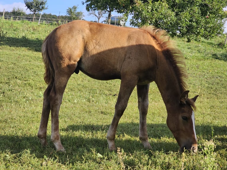 Deutsches Reitpony Wallach 1 Jahr Fuchs in Reichelsheim