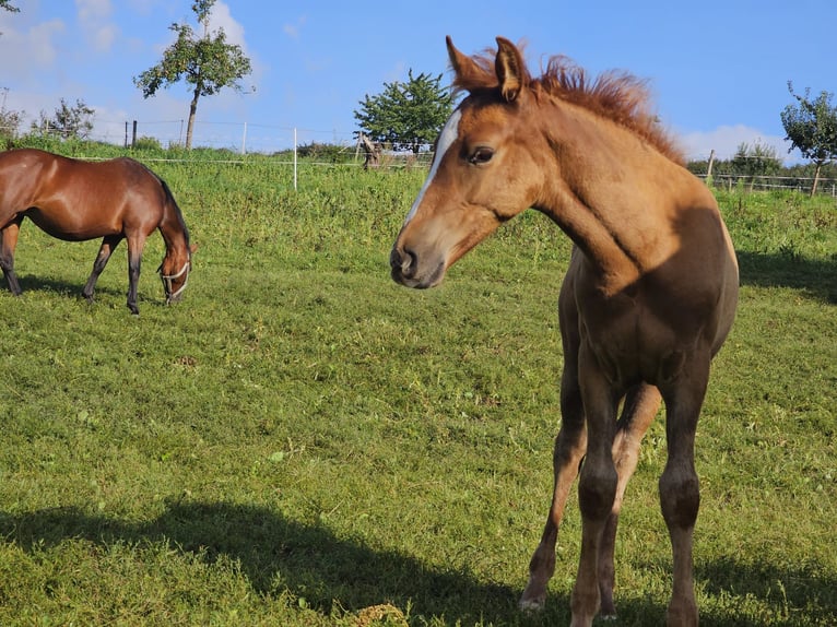 Deutsches Reitpony Wallach 1 Jahr Fuchs in Reichelsheim