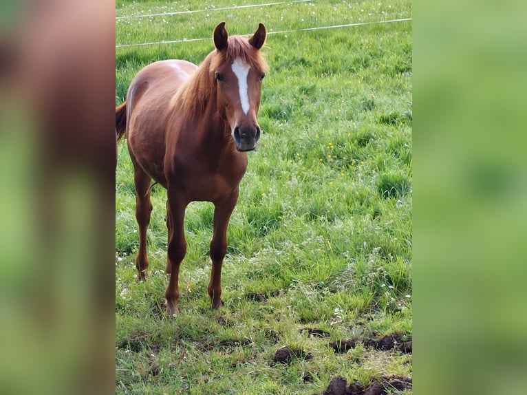 Deutsches Reitpony Wallach 1 Jahr Fuchs in Reichelsheim