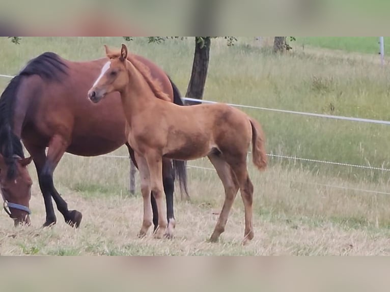 Deutsches Reitpony Wallach 1 Jahr Fuchs in Reichelsheim