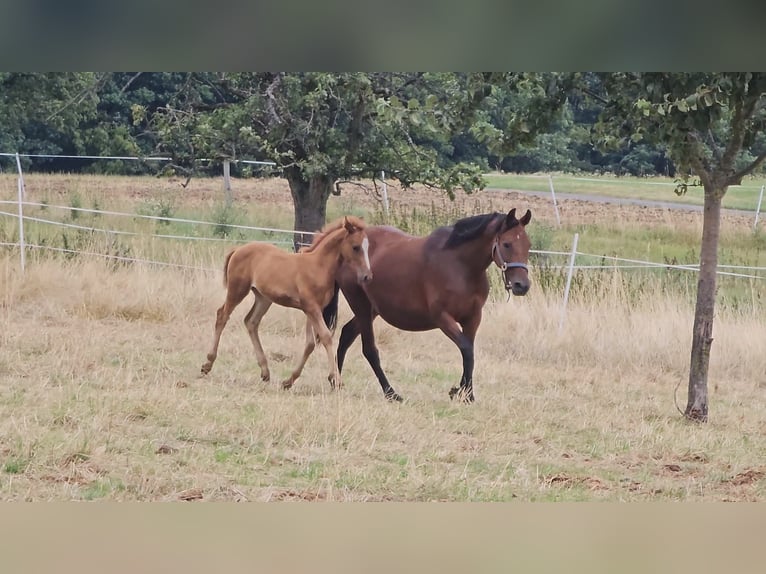 Deutsches Reitpony Wallach 1 Jahr Fuchs in Reichelsheim