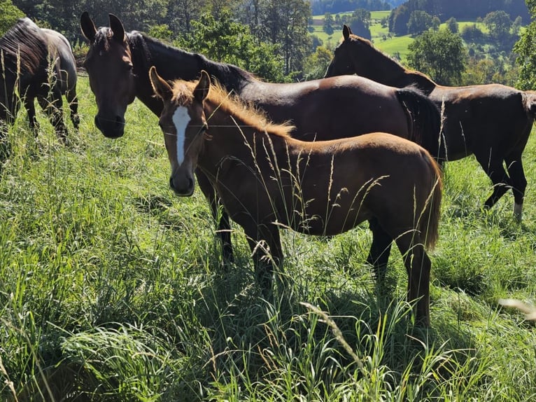 Deutsches Reitpony Wallach 1 Jahr Fuchs in Reichelsheim