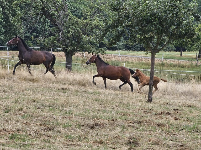 Deutsches Reitpony Wallach 1 Jahr Fuchs in Reichelsheim