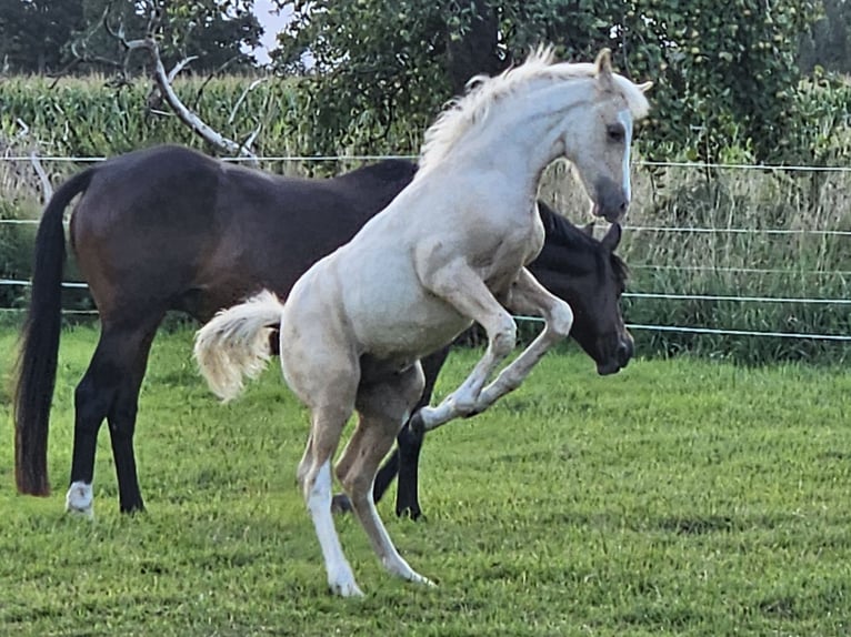 Deutsches Reitpony Wallach 1 Jahr Palomino in Bruchhausen -Vilsen