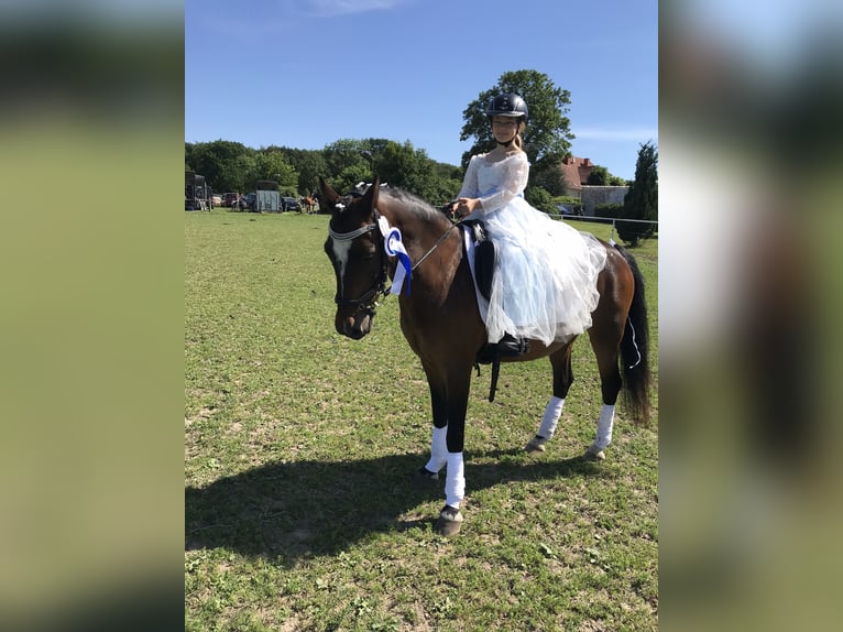 Deutsches Reitpony Mix Wallach 20 Jahre 137 cm Dunkelbrauner in Brook