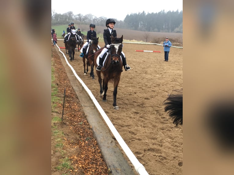 Deutsches Reitpony Mix Wallach 20 Jahre 137 cm Dunkelbrauner in Brook