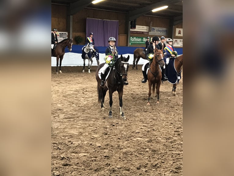 Deutsches Reitpony Mix Wallach 20 Jahre 137 cm Dunkelbrauner in Brook