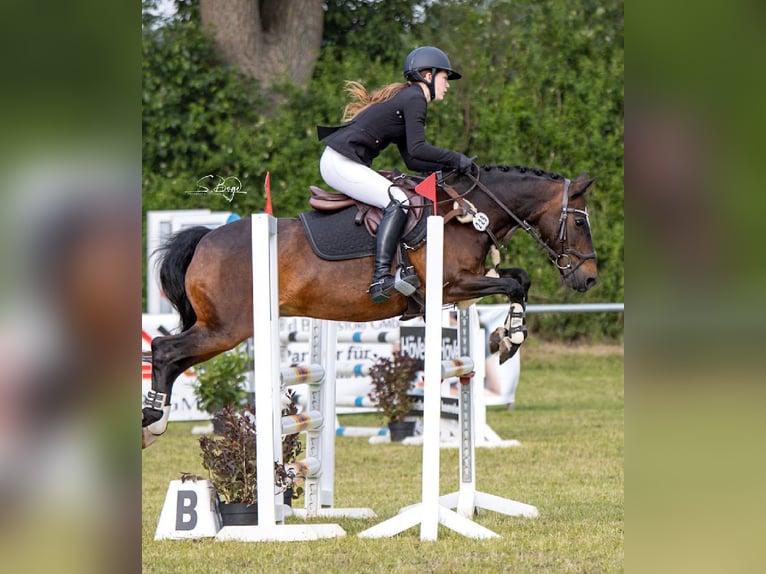 Deutsches Reitpony Mix Wallach 20 Jahre 137 cm Dunkelbrauner in Brook