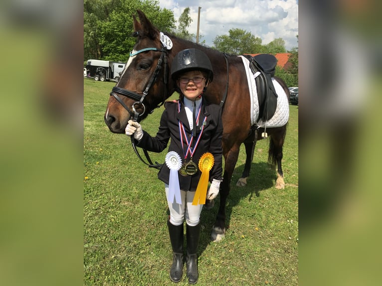 Deutsches Reitpony Mix Wallach 20 Jahre 137 cm Dunkelbrauner in Brook