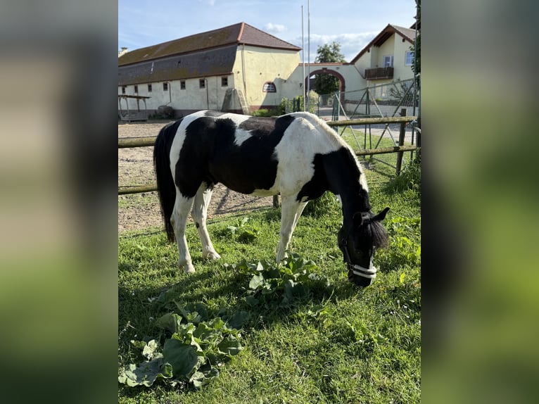 Deutsches Reitpony Mix Wallach 20 Jahre 141 cm Schecke in Dirmstein