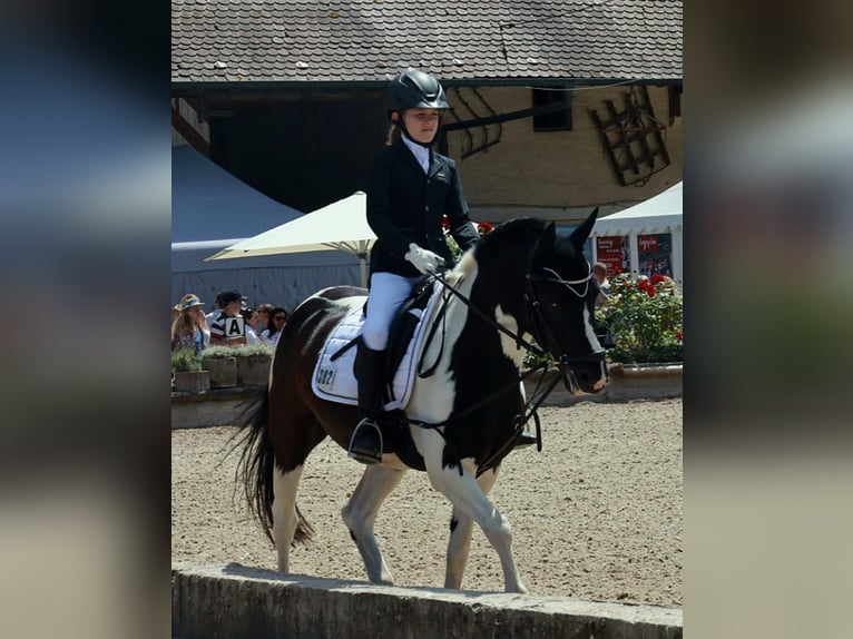 Deutsches Reitpony Mix Wallach 20 Jahre 141 cm Schecke in Dirmstein