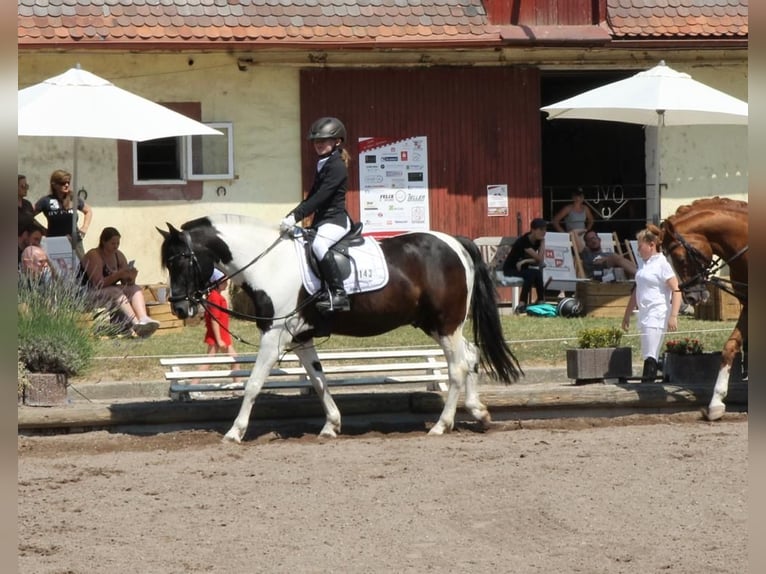 Deutsches Reitpony Mix Wallach 20 Jahre 141 cm Schecke in Dirmstein