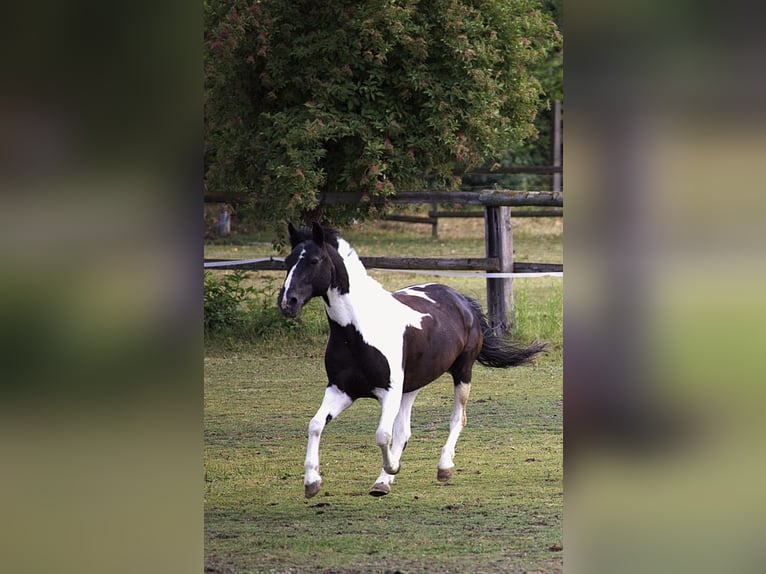 Deutsches Reitpony Mix Wallach 20 Jahre 141 cm Schecke in Dirmstein