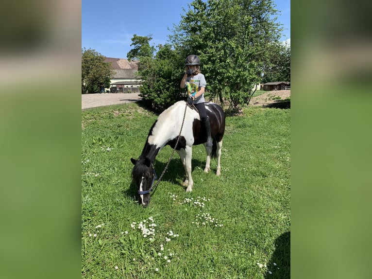 Deutsches Reitpony Mix Wallach 20 Jahre 141 cm Schecke in Dirmstein