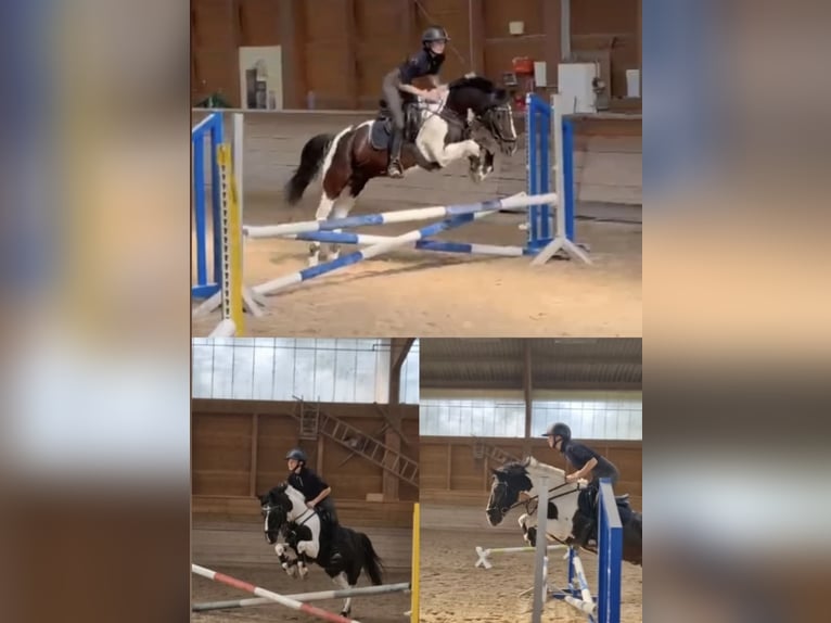 Deutsches Reitpony Mix Wallach 20 Jahre 141 cm Schecke in Dirmstein