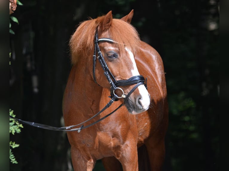 Deutsches Reitpony Wallach 20 Jahre 143 cm Rotfuchs in Pentenried