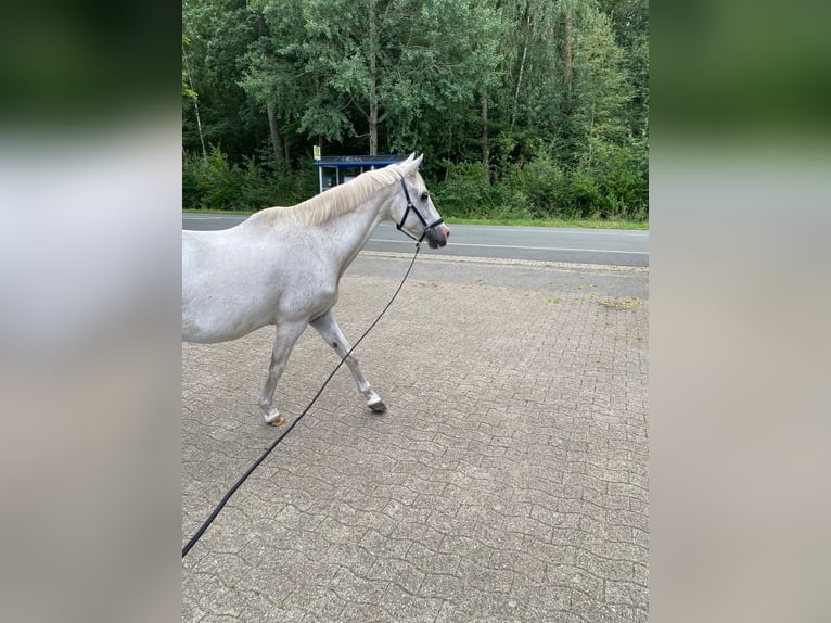 Deutsches Reitpony Wallach 20 Jahre 145 cm Schimmel in Stemwede
