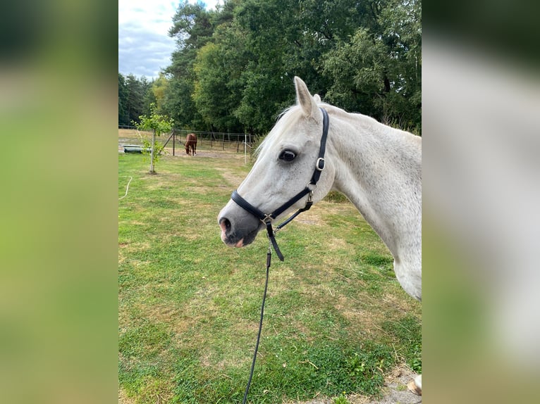 Deutsches Reitpony Wallach 20 Jahre 145 cm Schimmel in Stemwede