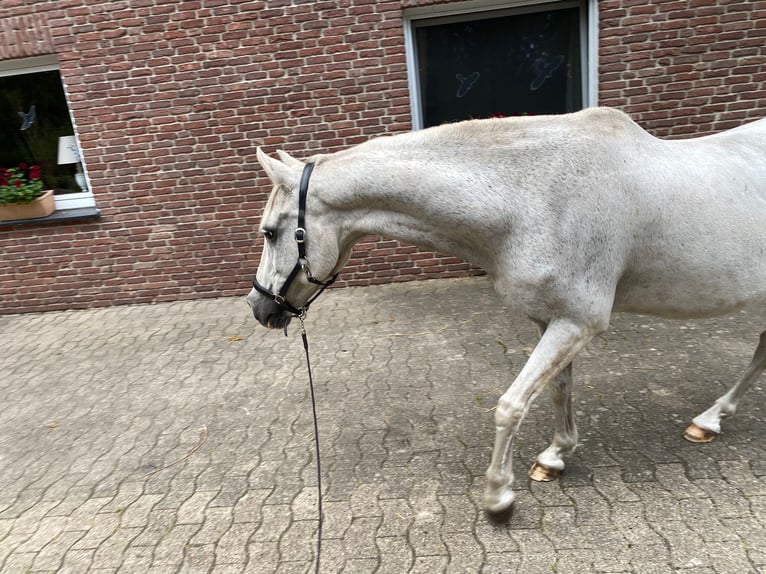Deutsches Reitpony Wallach 20 Jahre 145 cm Schimmel in Stemwede