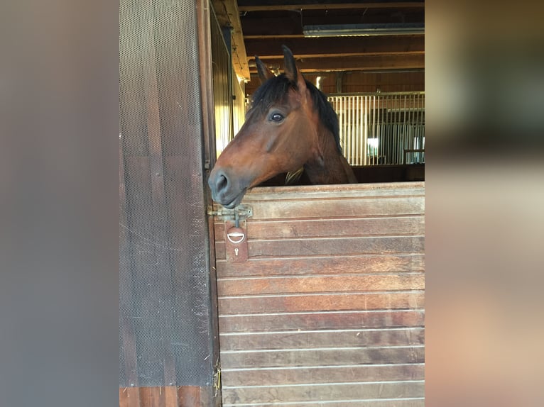 Deutsches Reitpony Wallach 20 Jahre 146 cm Brauner in Sauerlach