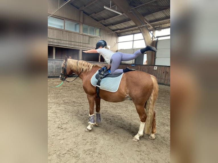 Deutsches Reitpony Wallach 20 Jahre 146 cm Fuchs in Husum